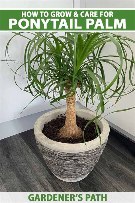 ponytail palm moisture meter|growing ponytail palms indoors.